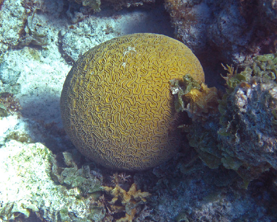 Diploria labyrinthiformis (Maze Coral, Grooved Brain Coral)